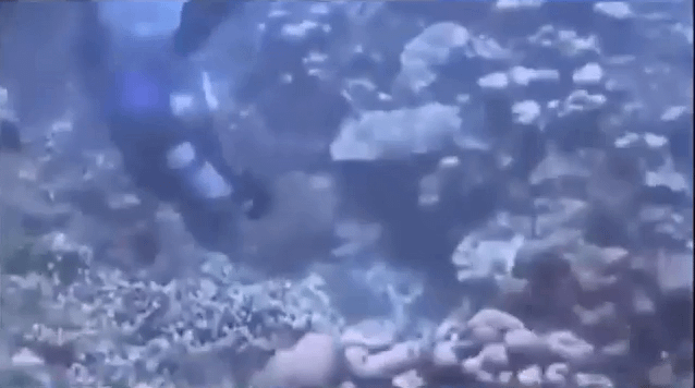 In the 1990s a strange spherical creature was recorded by SCUBA divers in the Bahamas