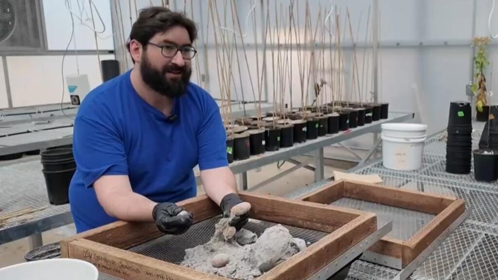 Spuds in space? NASA-backed research grows potatoes in moon-like soil at Oregon State University