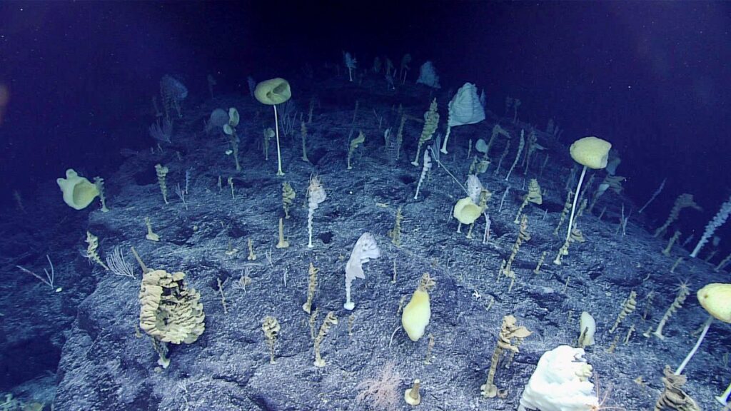 .“Jeez, talk about a Dr Seuss-like landscape.” Underwater robot discovered bizarre ‘forest’ full of animals all facing in the same direction. Here’s why… Dubbed “forest of the weird,” this alien-like community composed almost exclusively of glass sponges uniformly oriented with the direction of the current was encountered on "Ridge" Seamount during the 2017 Laulima O Ka Moana: Exploring Deep Monument Waters Around Johnston Atoll expedition.
