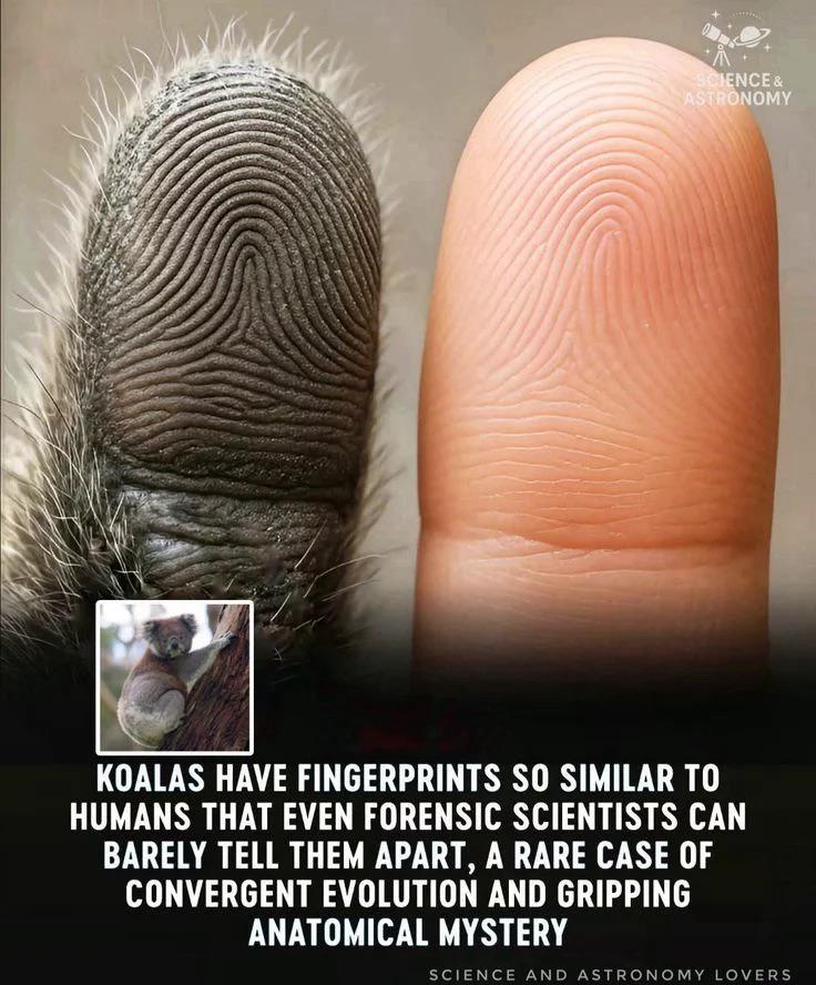 This is strange to be honest, is it true or false?