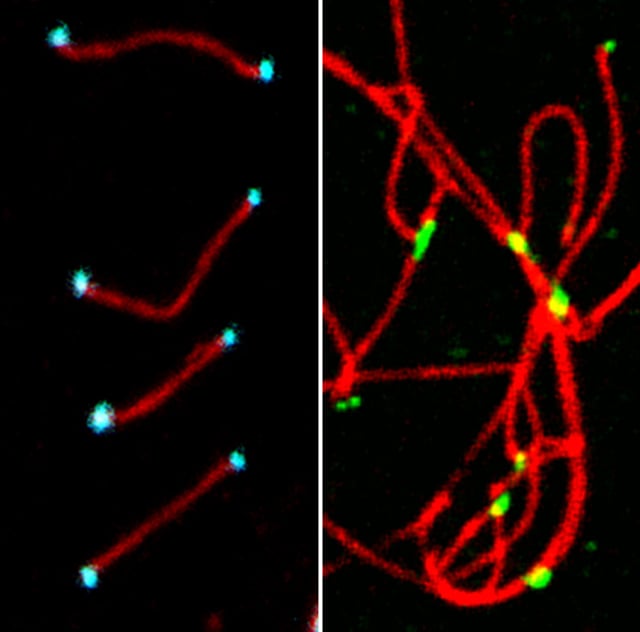 The ''Cable Bacteria'' Anomaly: How a microscopic deep sea organism is literally eating our global internet infrastructure
