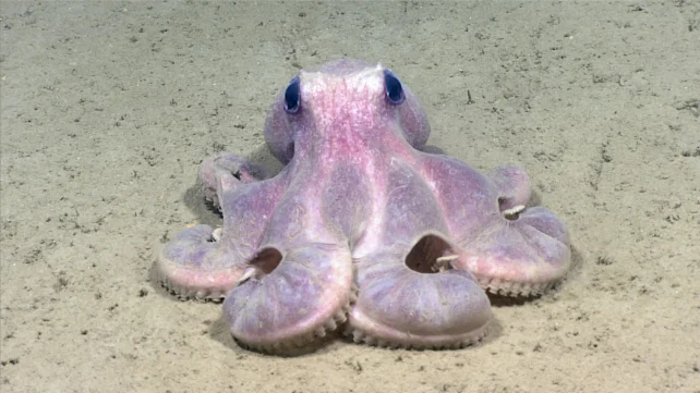 A pale purple octopus rests on a sandy deep-sea floor, facing the camera with its arms curled beneath its body.