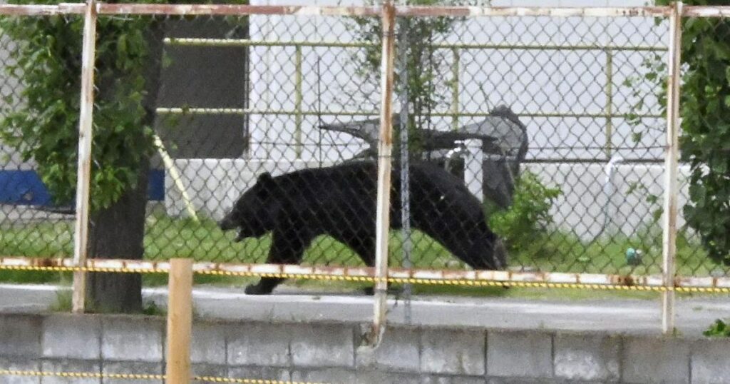 Bear injures four people in residential area of Japan Bear injures four people in residential area of Japan