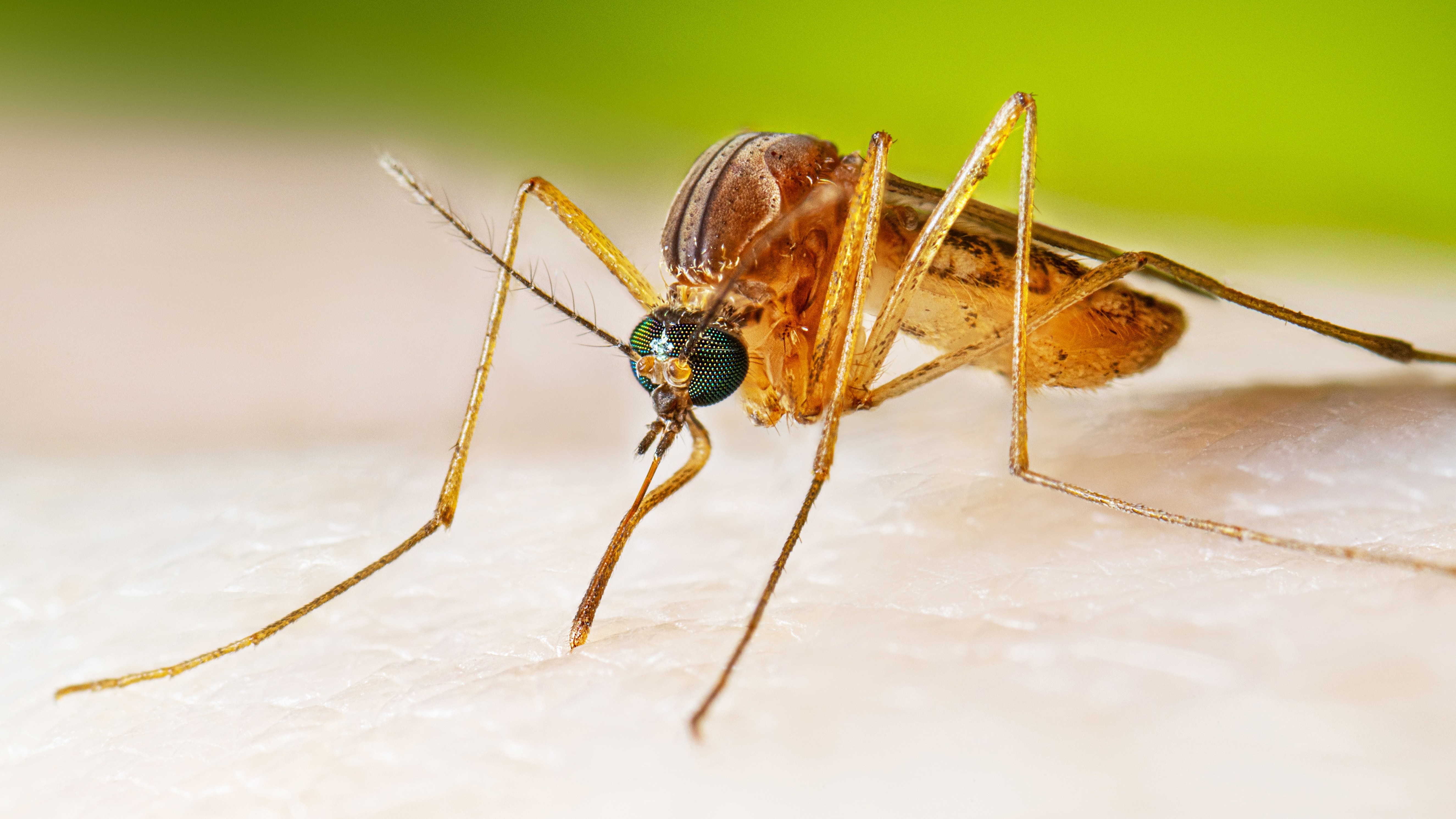 A female southern house mosquito taking blood on a person's skin.