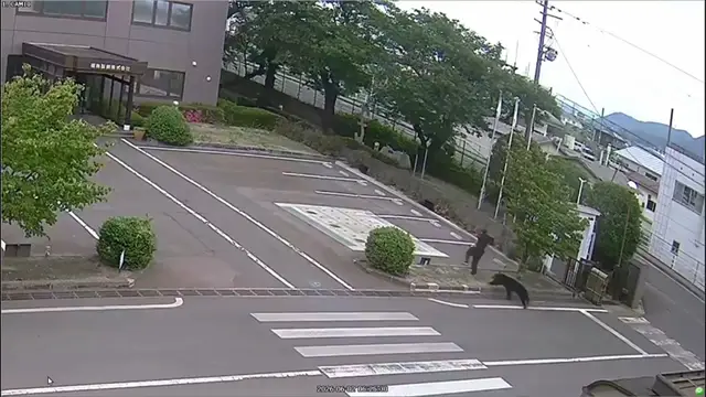 A bear chasing a person