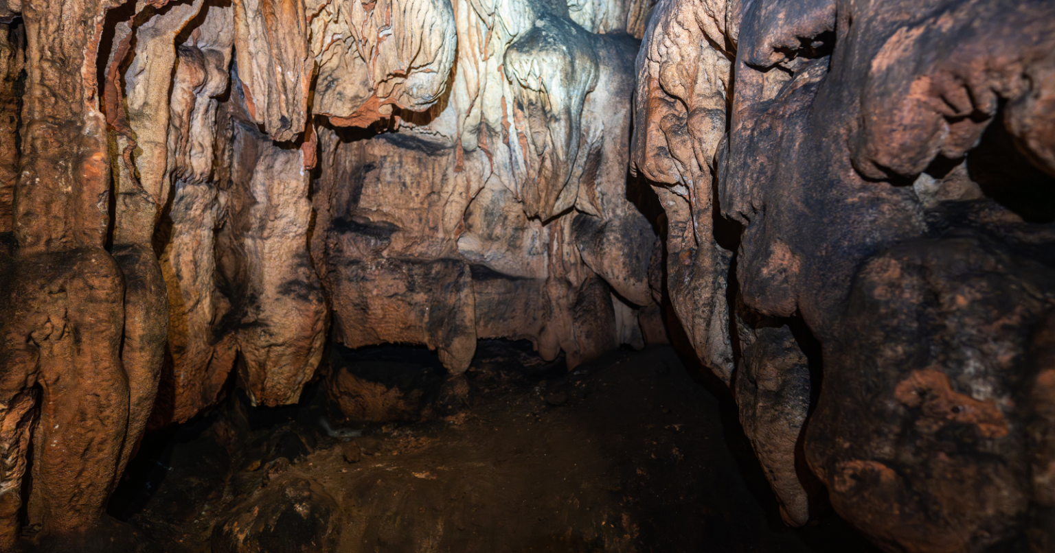 A survey of 64 limestone caves in Cambodia, reported in March 2026, turned up around 11 species new to science, among them a turquoise pit viper, a flying snake, geckos, micro-snails and millipedes A survey of 64 limestone caves in Cambodia, reported in March 2026, turned up around 11 species new to science, among them a turquoise pit viper, a flying snake, geckos, micro-snails and millipedes